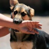El Mejor Bufete Jurídico de Abogados en Español Especializados en Lesiones por Mordidas de Perro o Mascotas en Los Angeles California